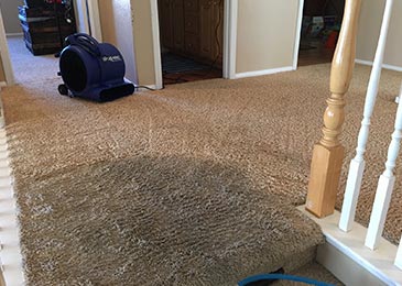 Clean Carpet inside a room