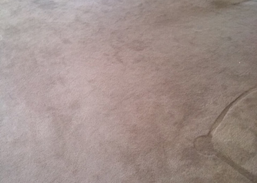 Clean Carpet inside a room